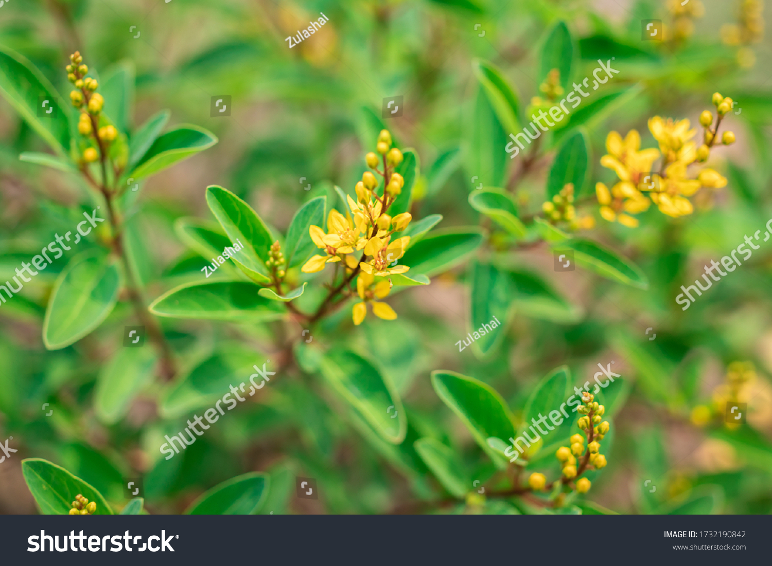 4 Galphimia speciosa Images, Stock Photos & Vectors | Shutterstock