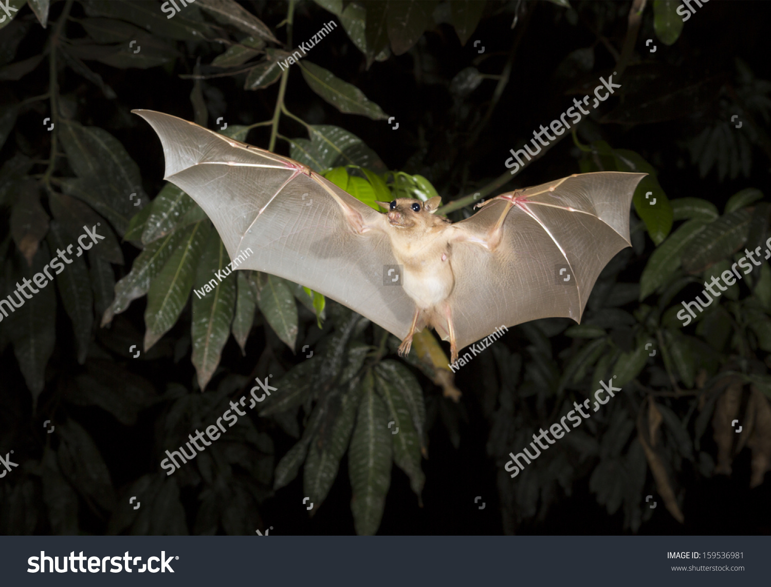 Gambian Epauletted Fruit Bat (Epomophorus Gambianus) Flying At Night ...