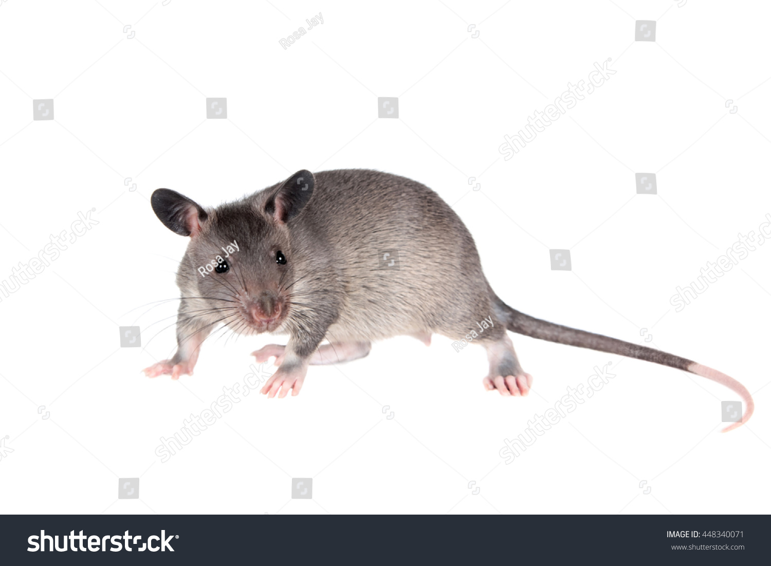 Gambian Pouched Rat Cub Cricetomys Gambianus Stock Photo 448340071 ...