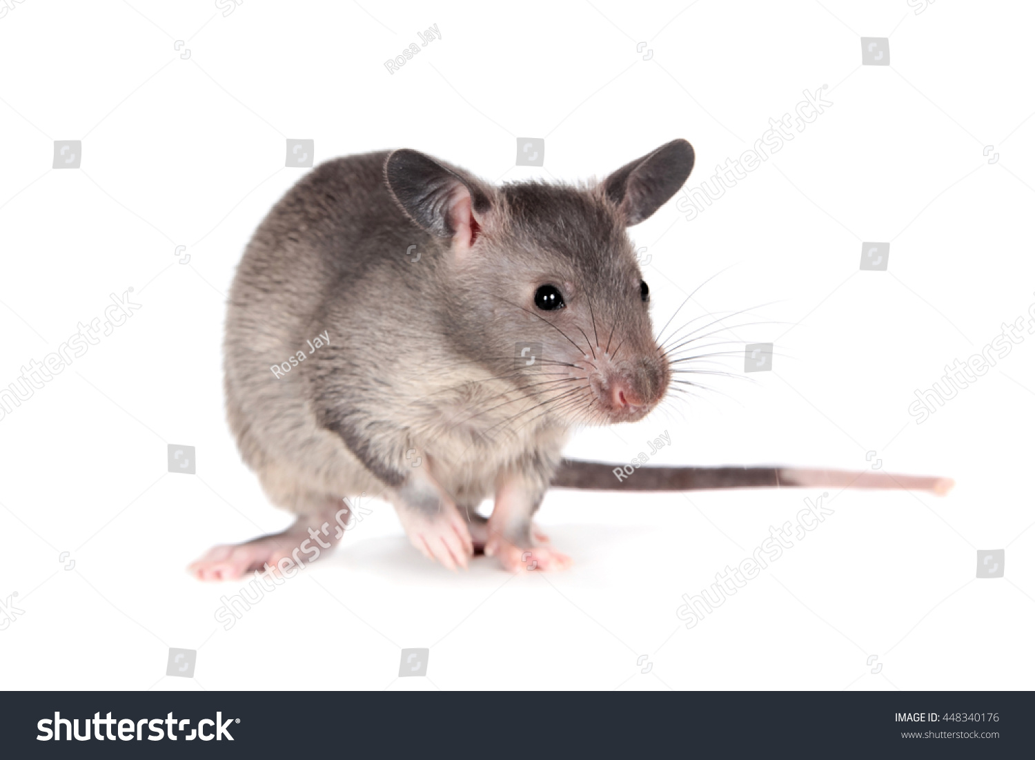 Gambian Pouched Rat Cub Cricetomys Gambianus Stock Photo (Edit Now ...