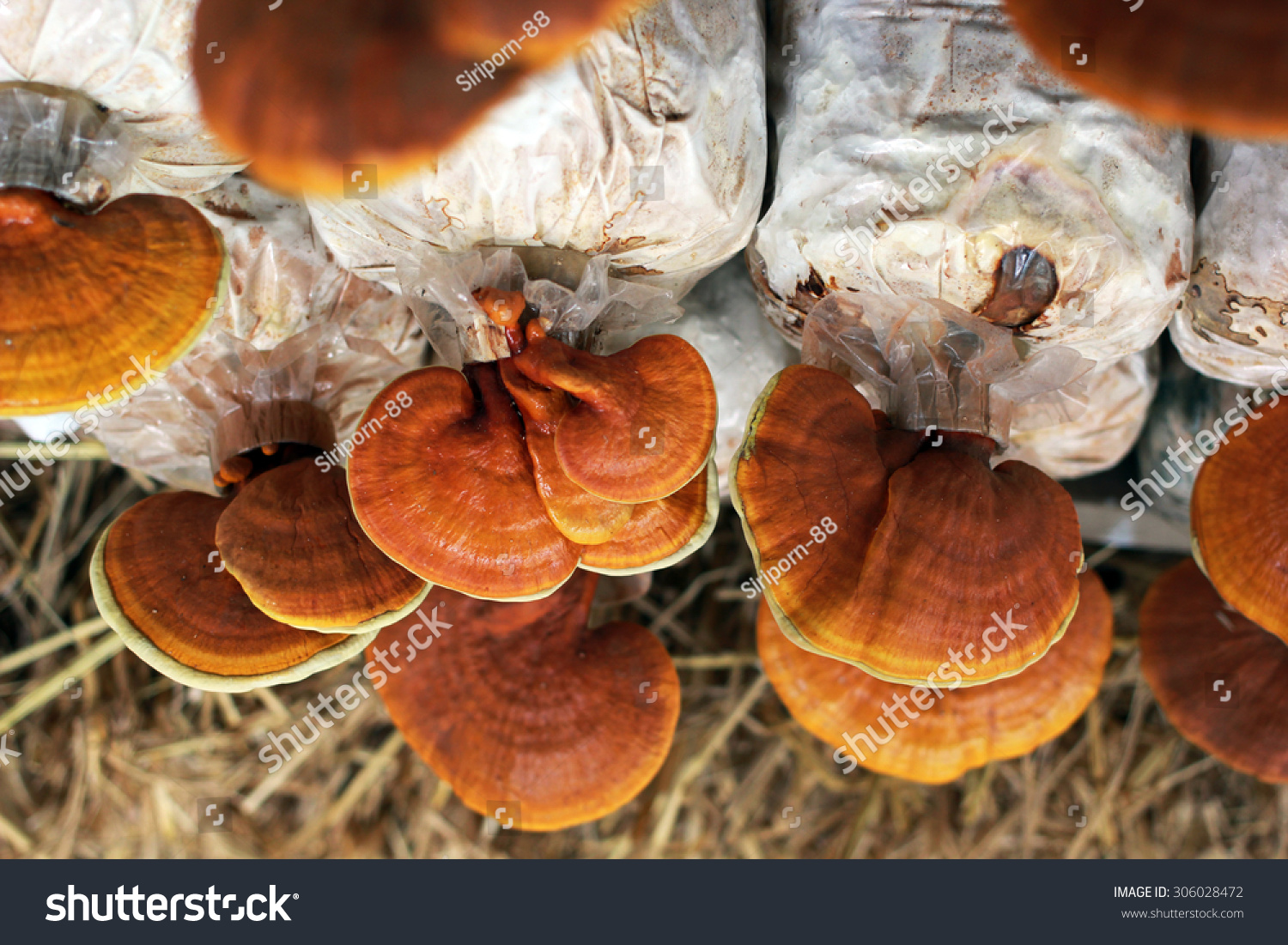 Ganoderma Cultivation Stock Photo 306028472 : Shutterstock