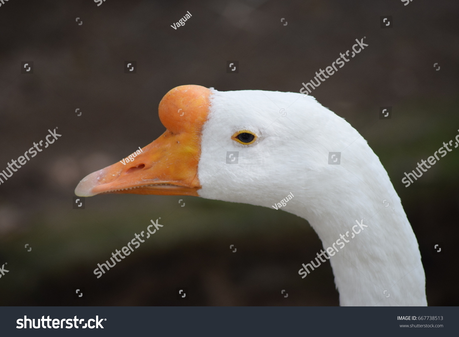 Ganso Stock Photo Edit Now 667738513