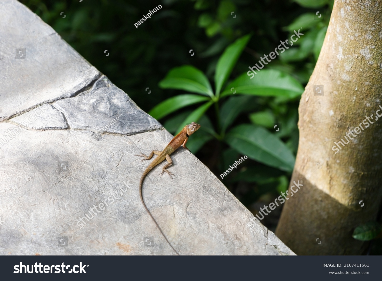 Garden Lizard These Changeable Lizards Territorial Stock Photo