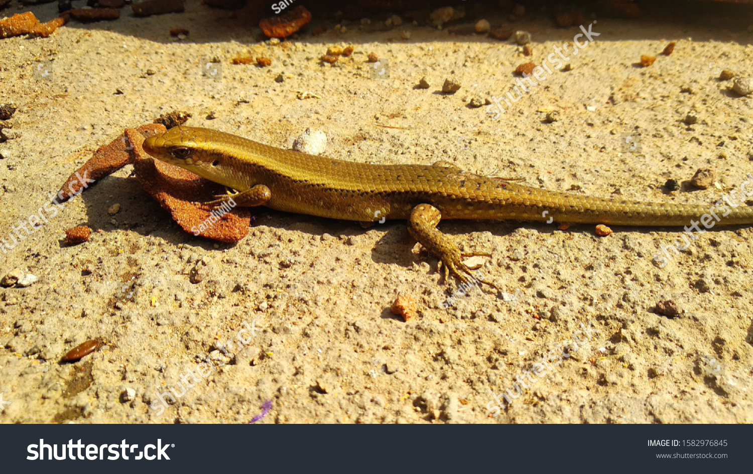 Foto Stok Garden Lizards Called Ordinary Bengkarung Bengkarung Edit Sekarang 1582976845