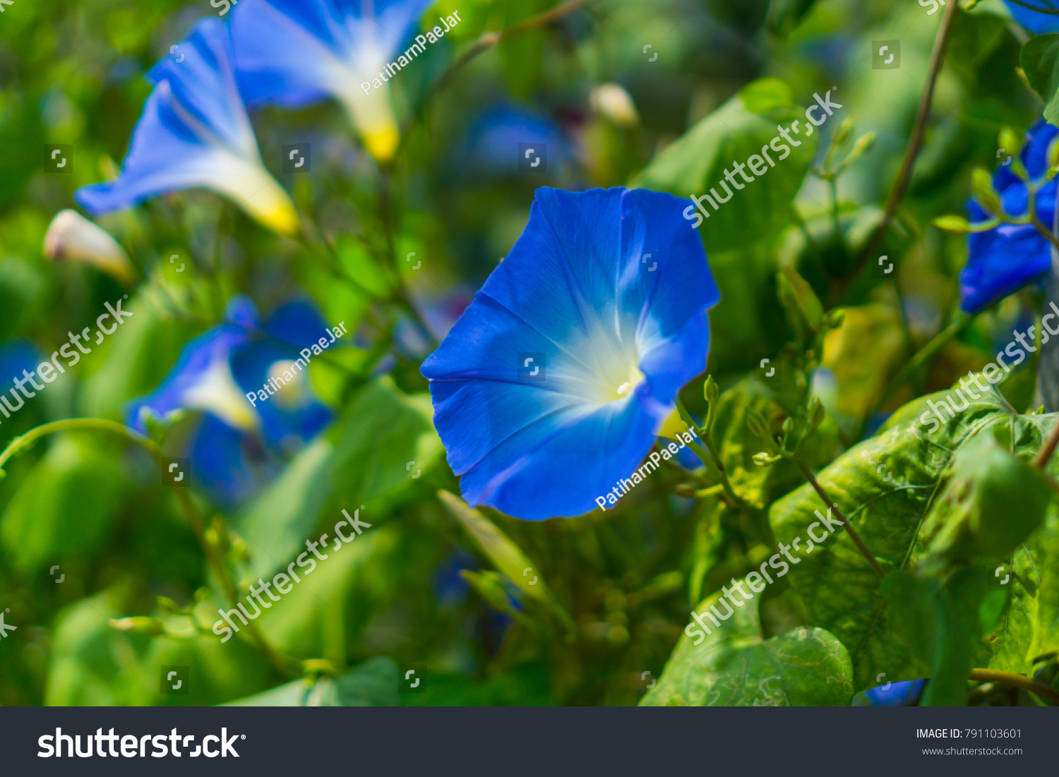 Garden Asagao Flowers Morning Glory Flowers Stock Photo Edit Now