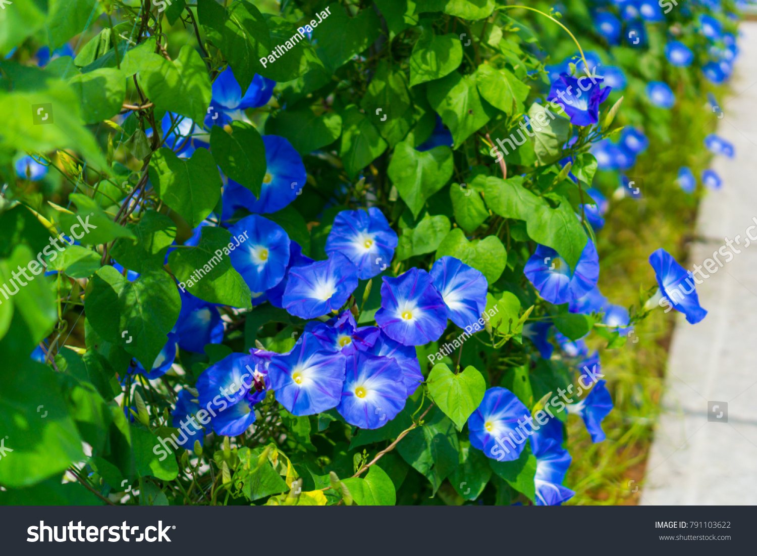 Garden Asagao Flowers Morning Glory Flowers Nature Stock Image