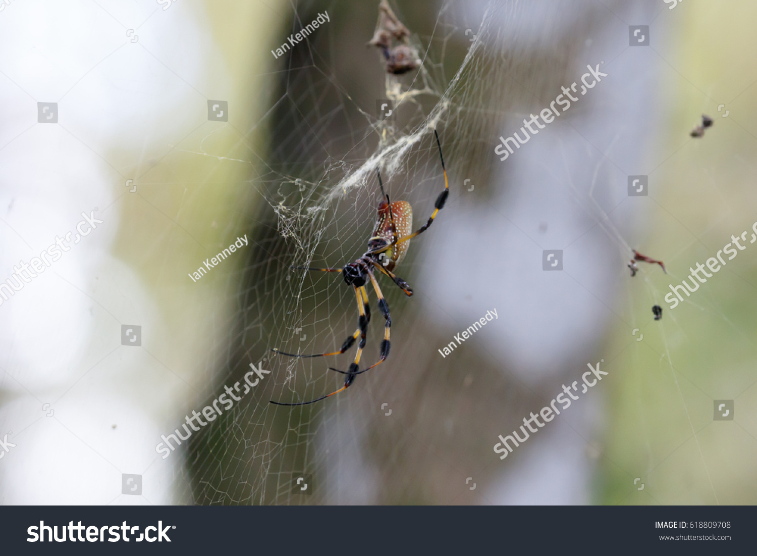 Garden Orb Weaver Spider Florida Usa Stock Photo Edit Now 618809708