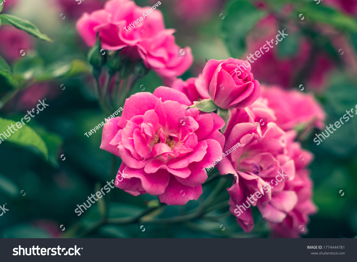 3,482 Pink rosary Images, Stock Photos & Vectors | Shutterstock