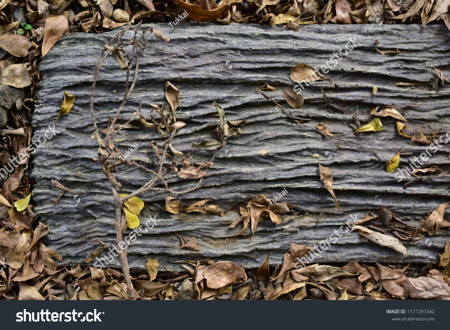 Garden Walk Decor By Dead Tree Stock Photo Edit Now 1171291342