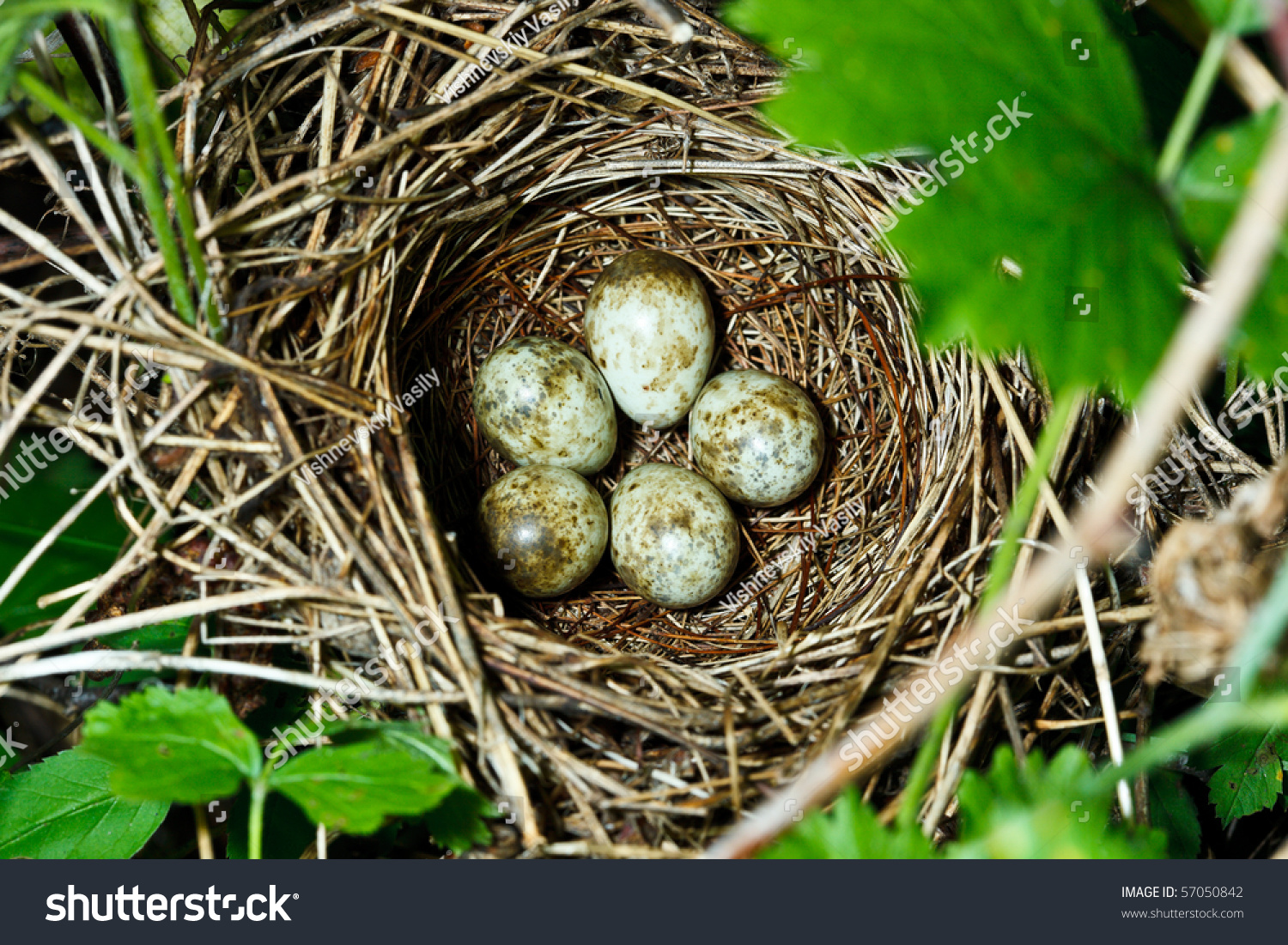 Garden Warbler, Sylvia Borin. Nest Of A Bird With Eggs In The Nature ...