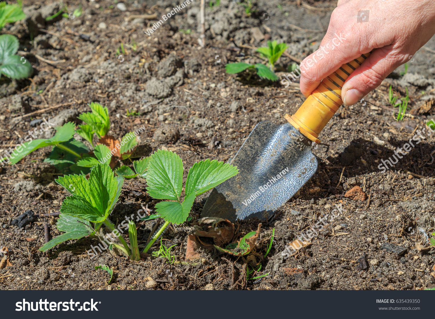 garden works burrowing strawberry bushes small stock photo 635439350 garden works soil scoop