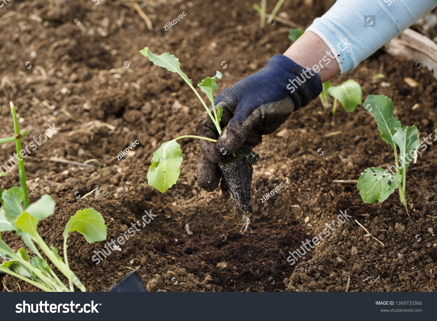 Gardener Planting Cauliflower Seedlings Freshly Ploughed Stock