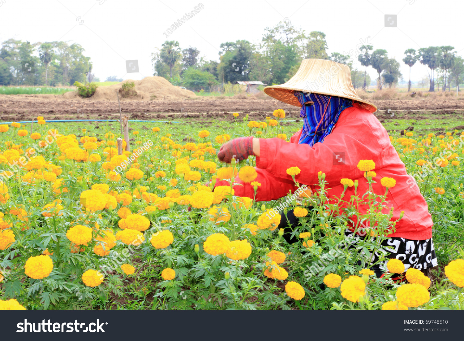 Gardeners Picking Marigold Stock Photo 69748510 - Shutterstock