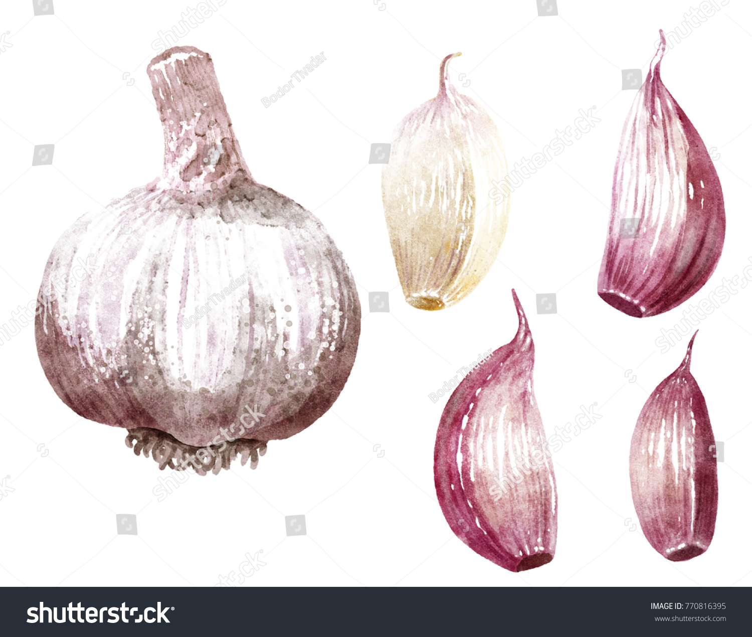 Garlic Illustration Drawing Engraving Ink Line Stock Illustration ...