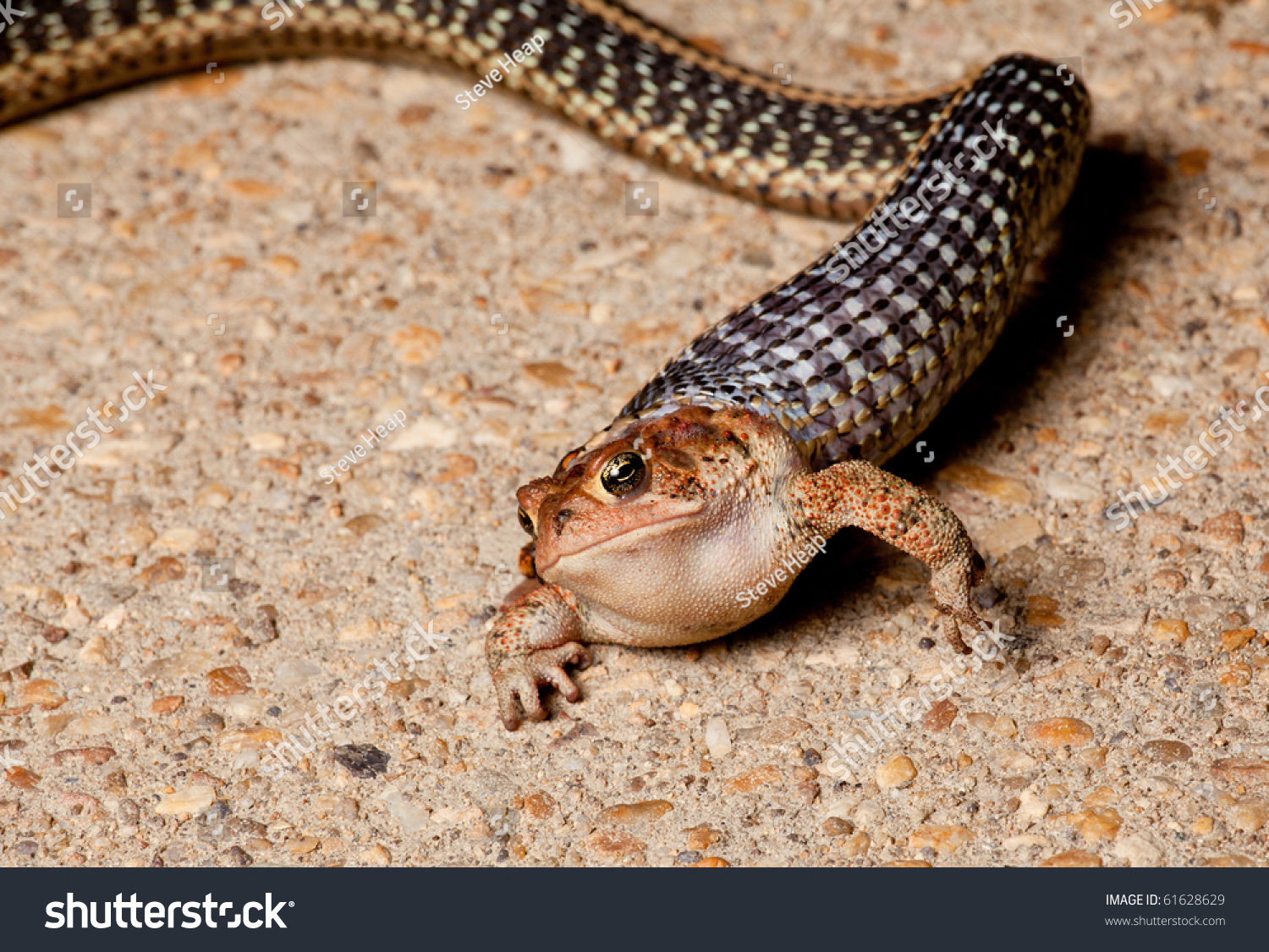 Garter Snake Attacking And Eating A Much Larger Toad On Concrete Path ...