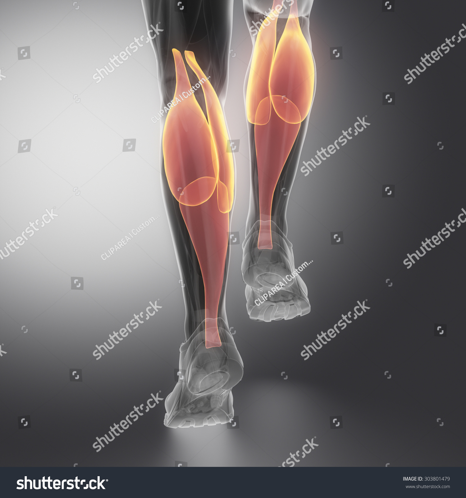 Gastrocnemius Human Muscle Anatomy 스톡 일러스트 303801479 | Shutterstock