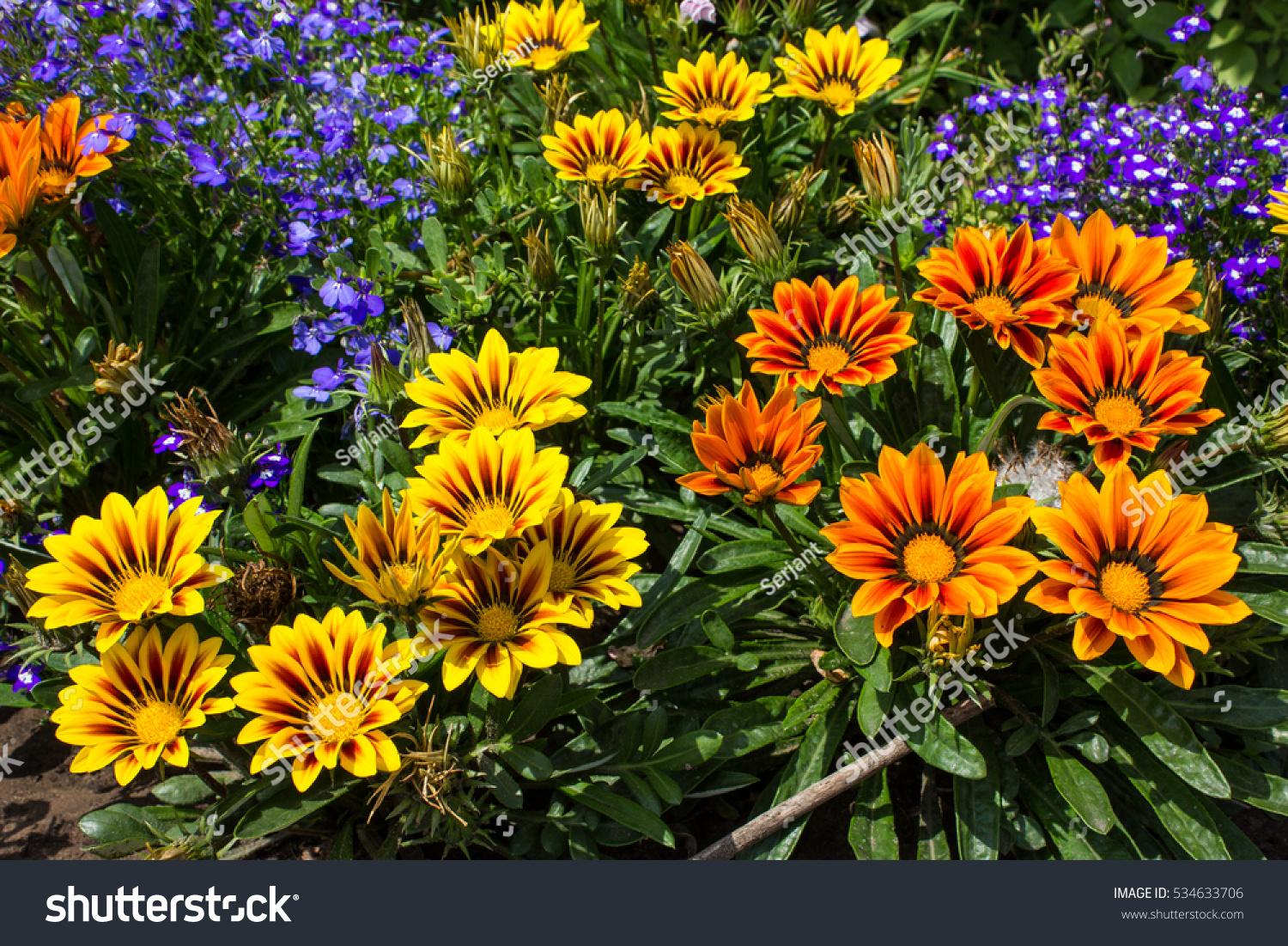 Gazania Flowers Summer Garden Raznotsventye Bright Nature Stock Image 534633706