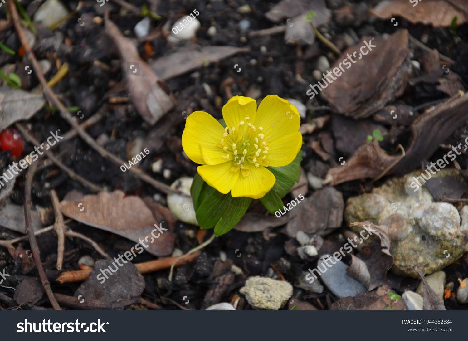 1 Plants sogar Images, Stock Photos & Vectors | Shutterstock