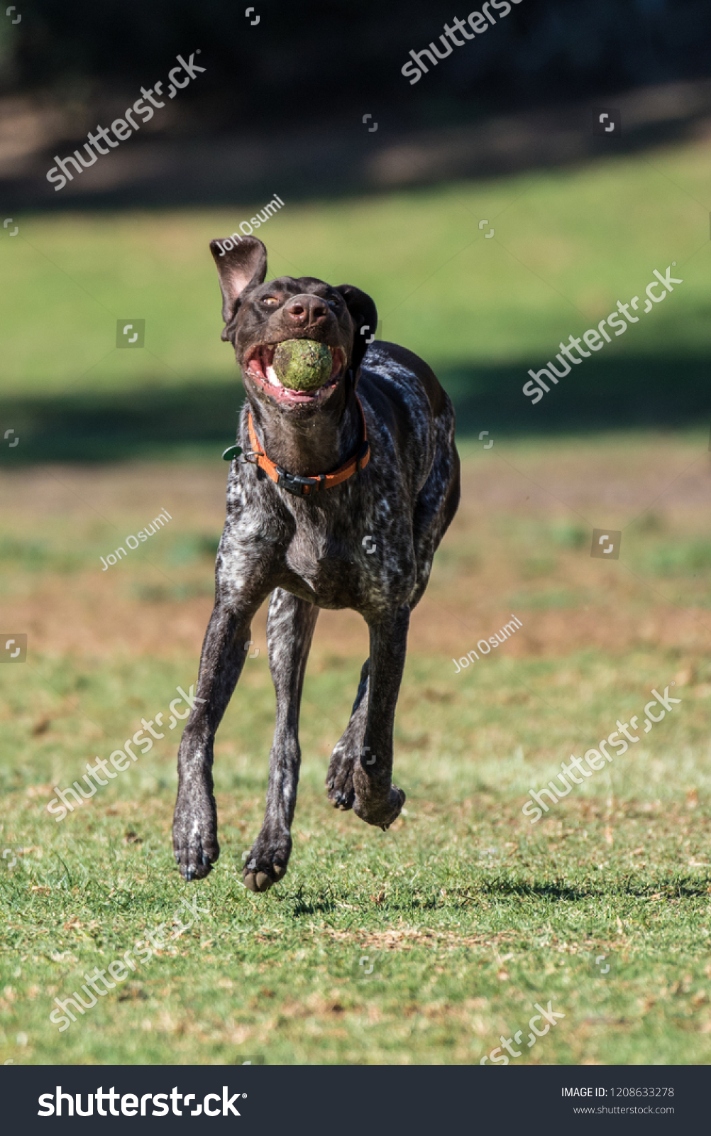 Geman Short Hair Bird Dog Showing Stock Photo Edit Now 1208633278