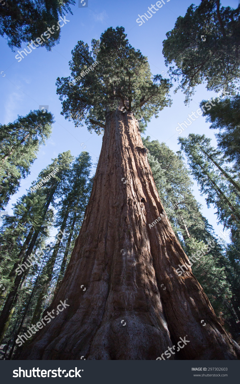 General Grant Giant Sequoia Redwood Tree Stock Photo 297302603 ...