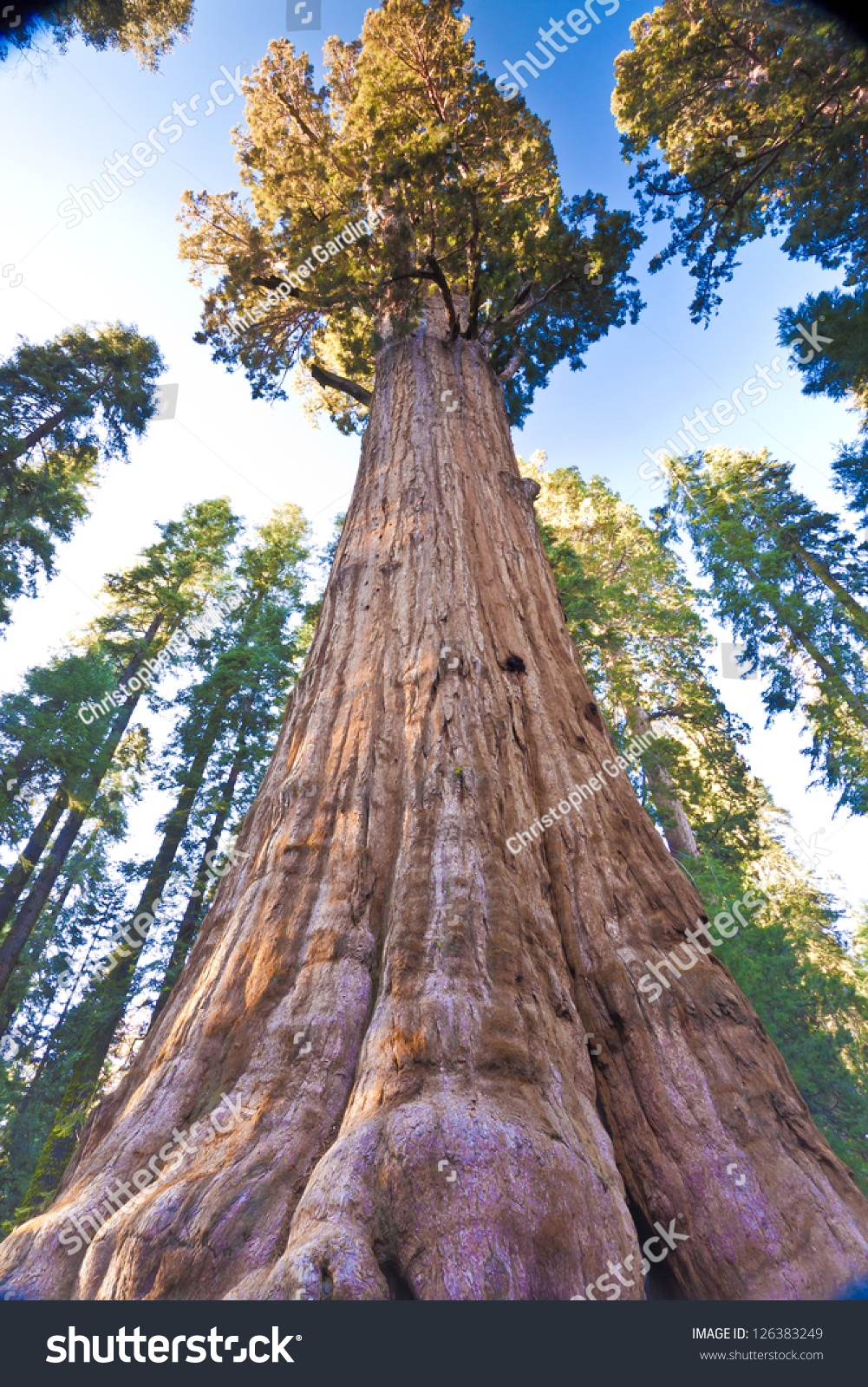 General Sherman Worlds Largest Tree Found Stock Photo 126383249 ...