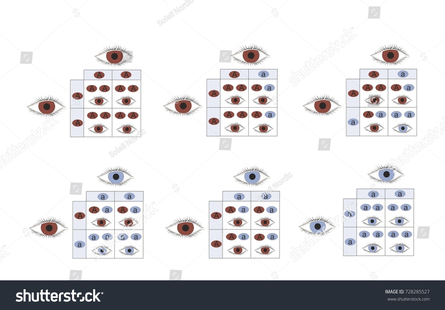 genetic eye color inheritance brown blue stock illustration eye gene chart