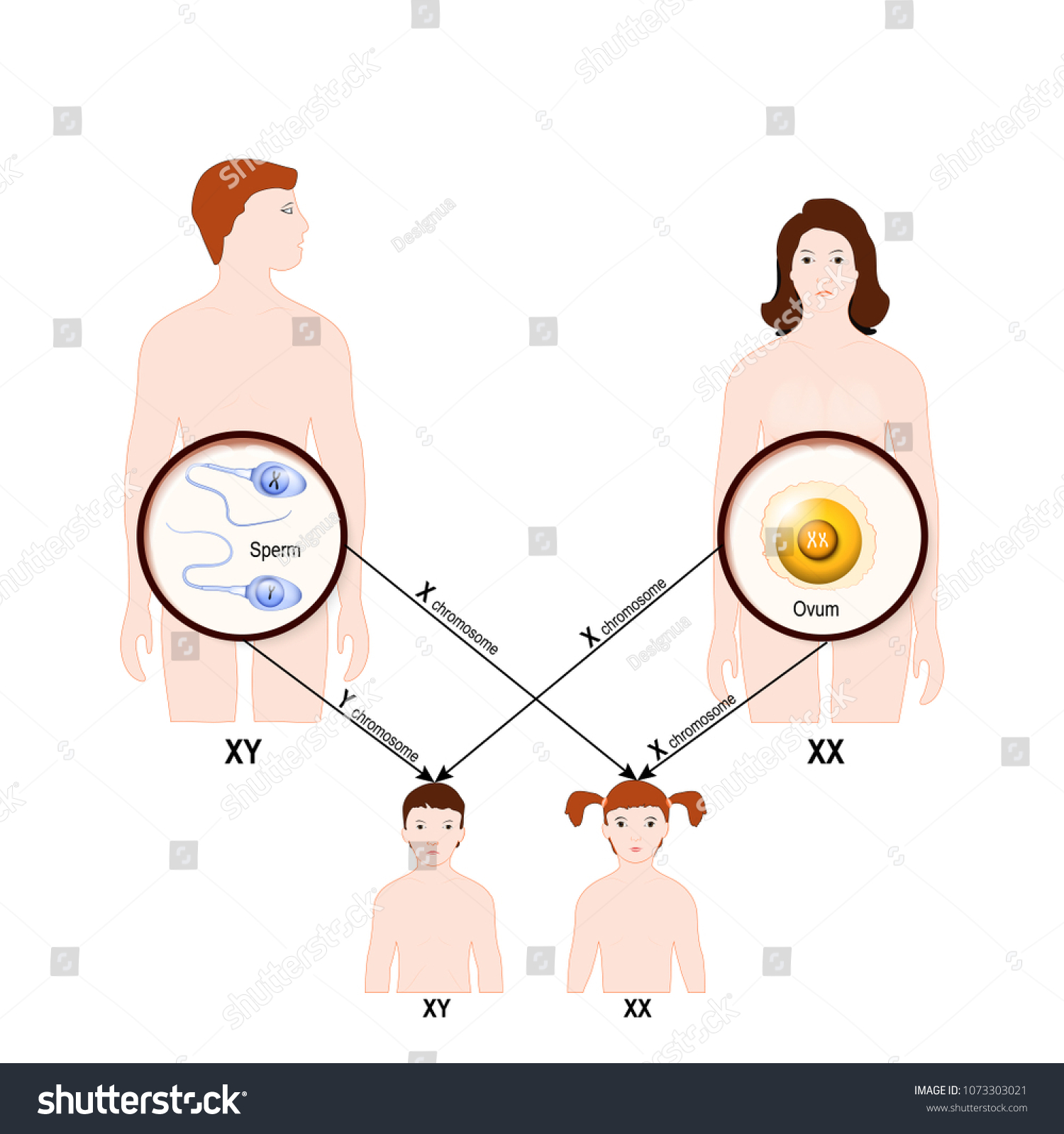 Genetic Inheritance Sex Determination Humans X Stock Illustration 1073303021 2376