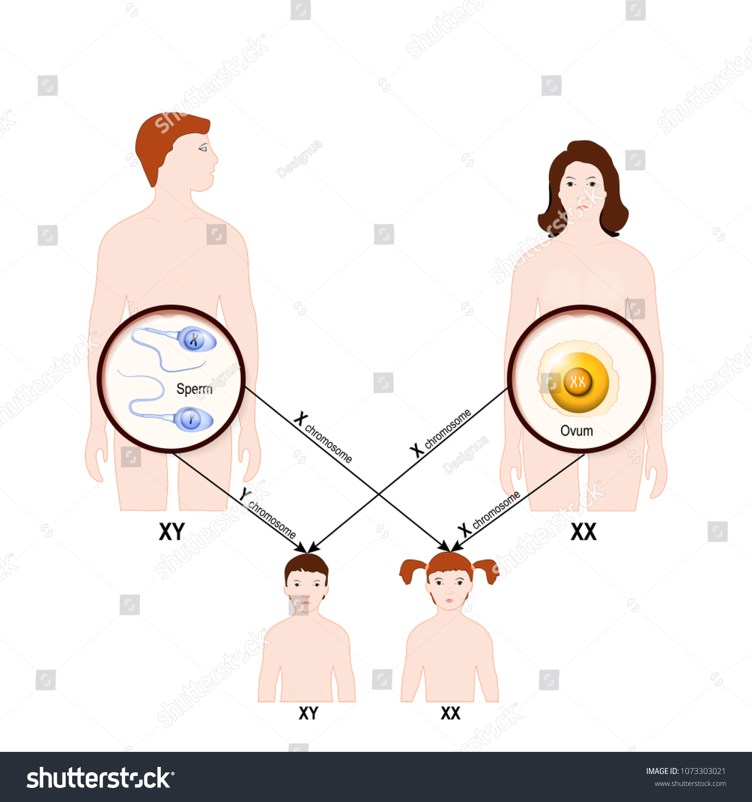 Genetic Inheritance Sex Determination Humans X Stock Illustration