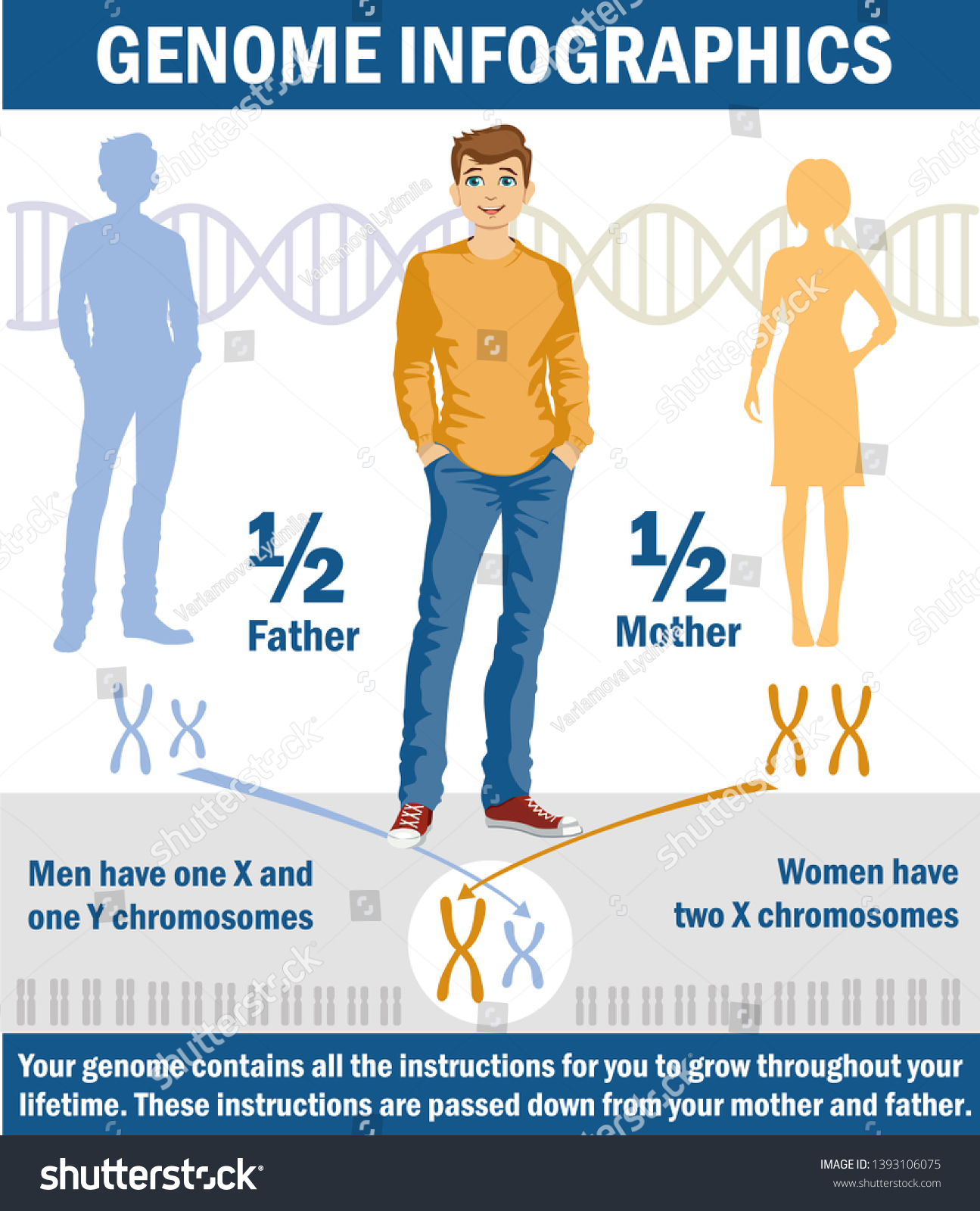 Genetic Inheritance Sex Determination Humans X Stock Illustration 1393106075
