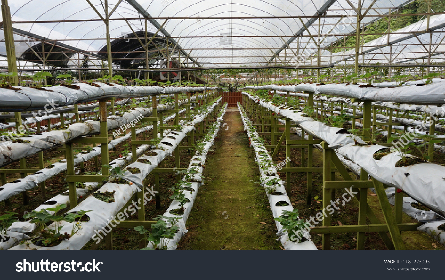 Genting Highland Strawberry Park Malaysia September Stock Photo ...