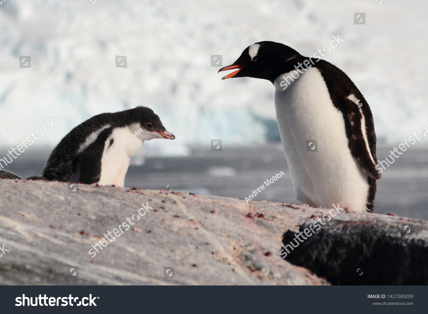 Gentoo Penguin Cute Funny Baby Chick Stock Photo Edit Now 1427289209