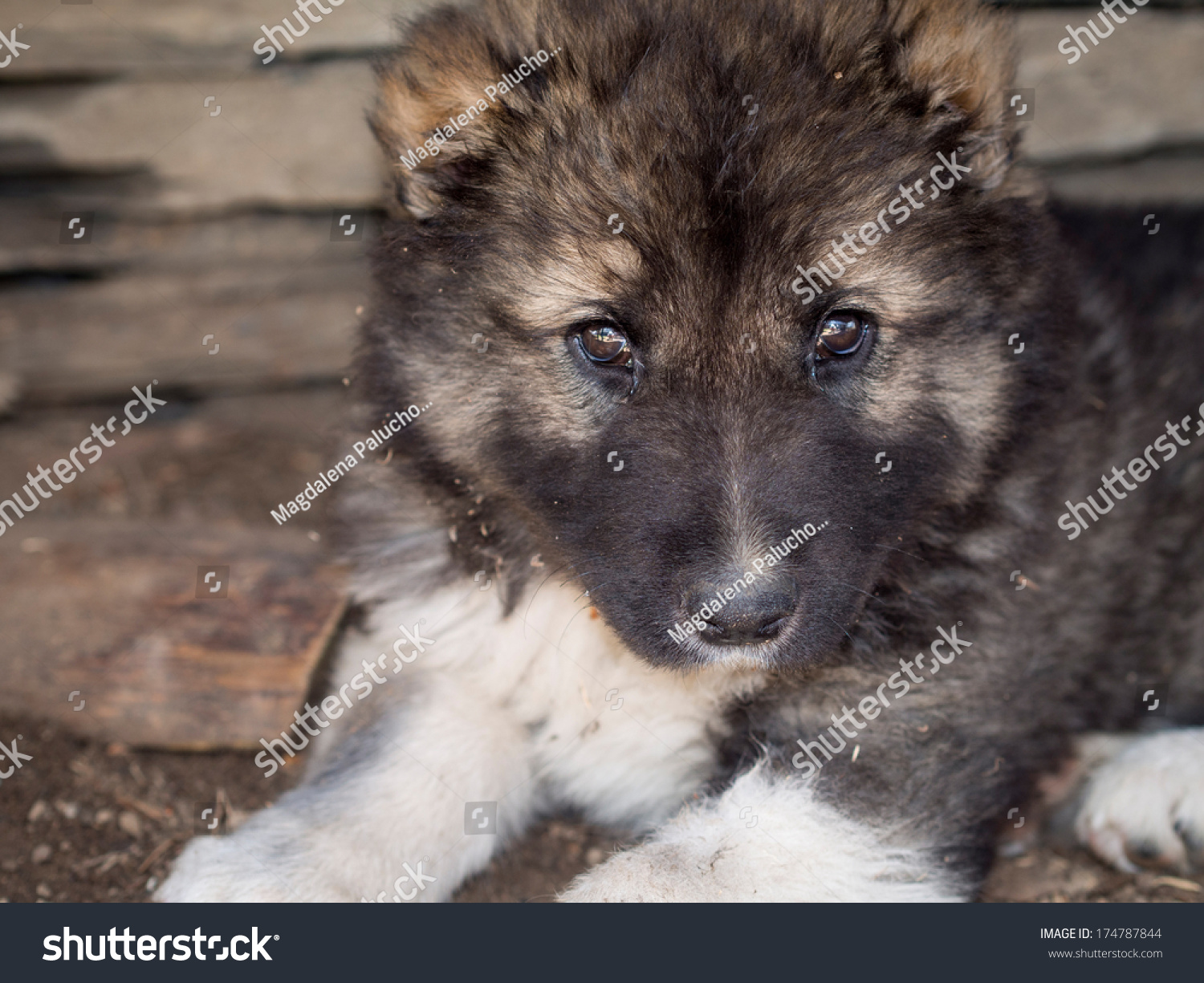Georgian Shepherd Puppy Cropped Ears Stock Photo Edit Now 174787844