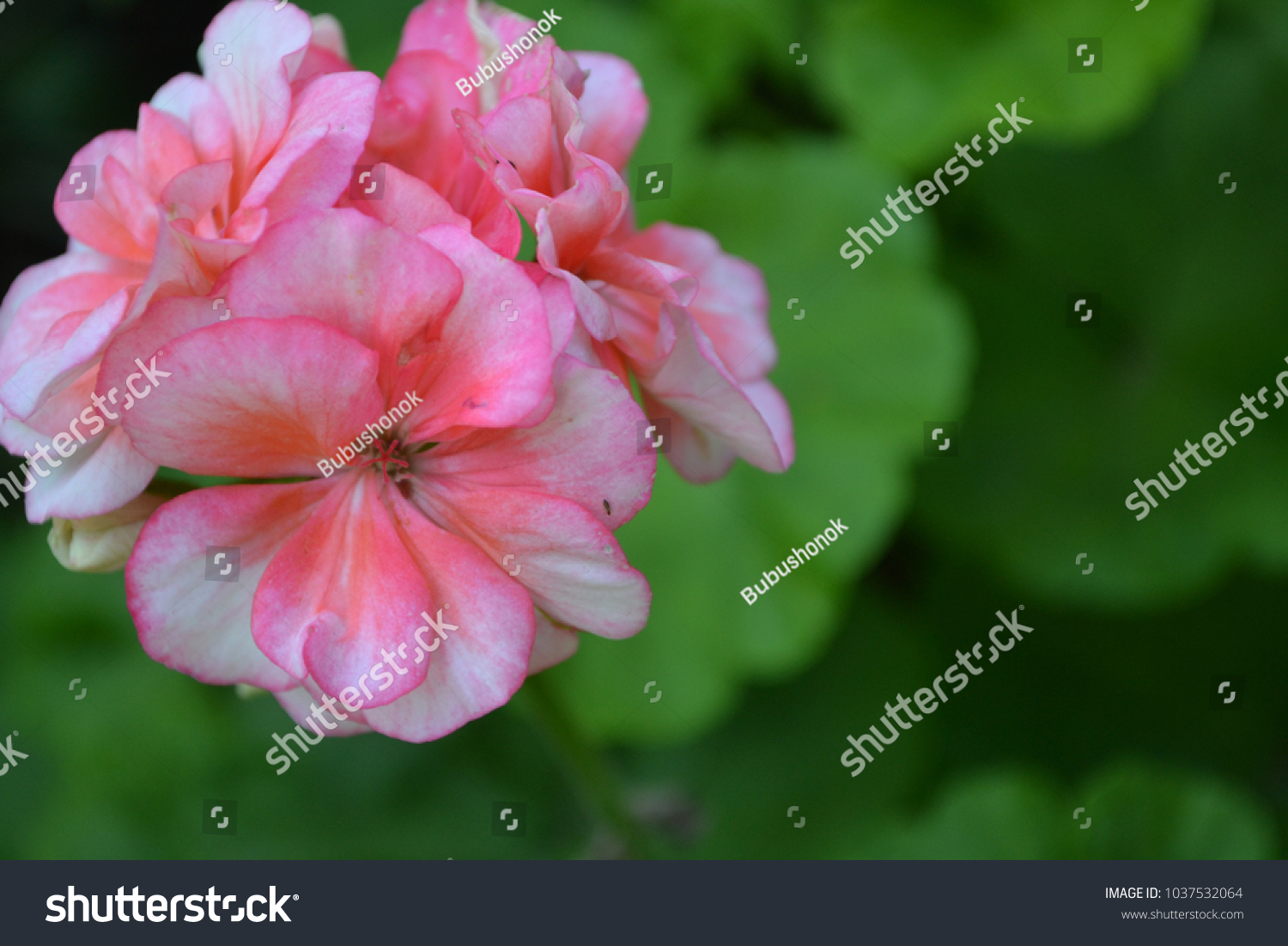 Geranium Pink Grade Appleblossom Rosebud Pelargonium Stock Photo Edit Now Geranium Pink Grade Appleblossom Rosebud Pelargonium Stock Photo Edit Now