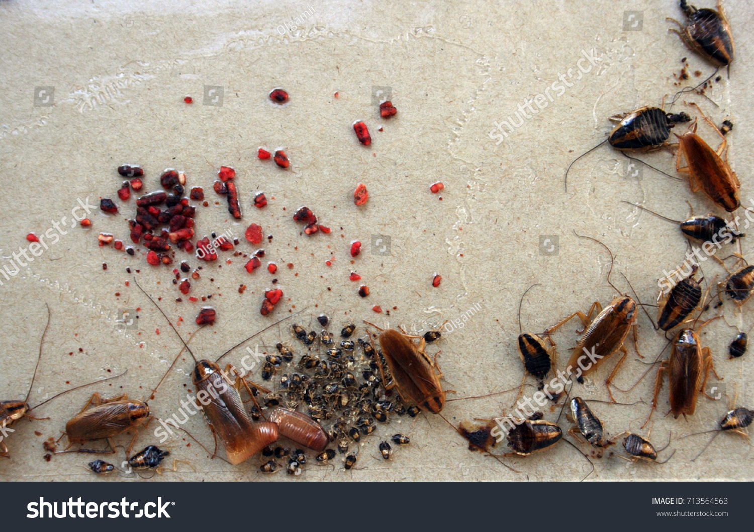 German Cockroach Egg Case Stock Photo Edit Now