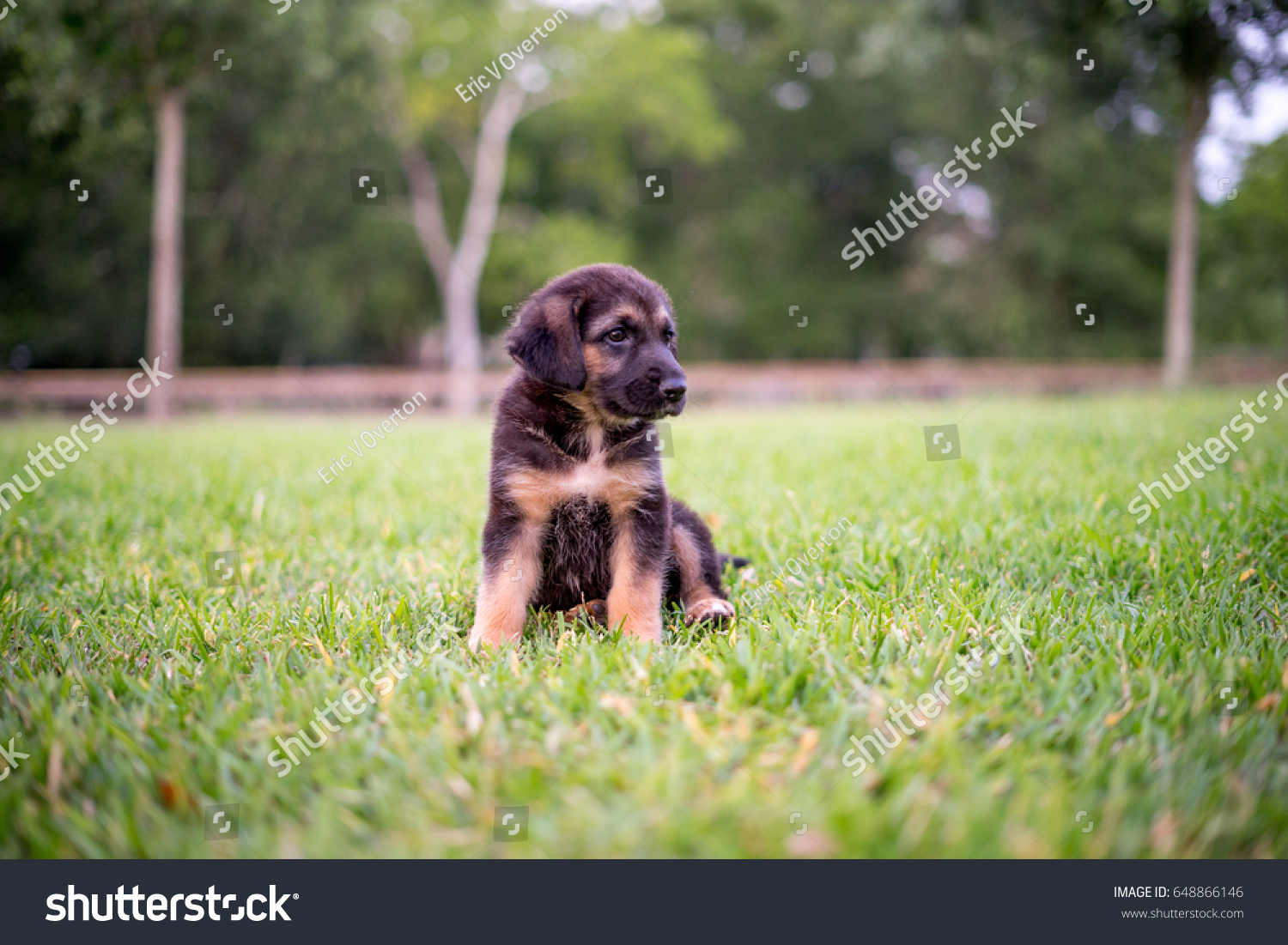 bloodhound german shepherd