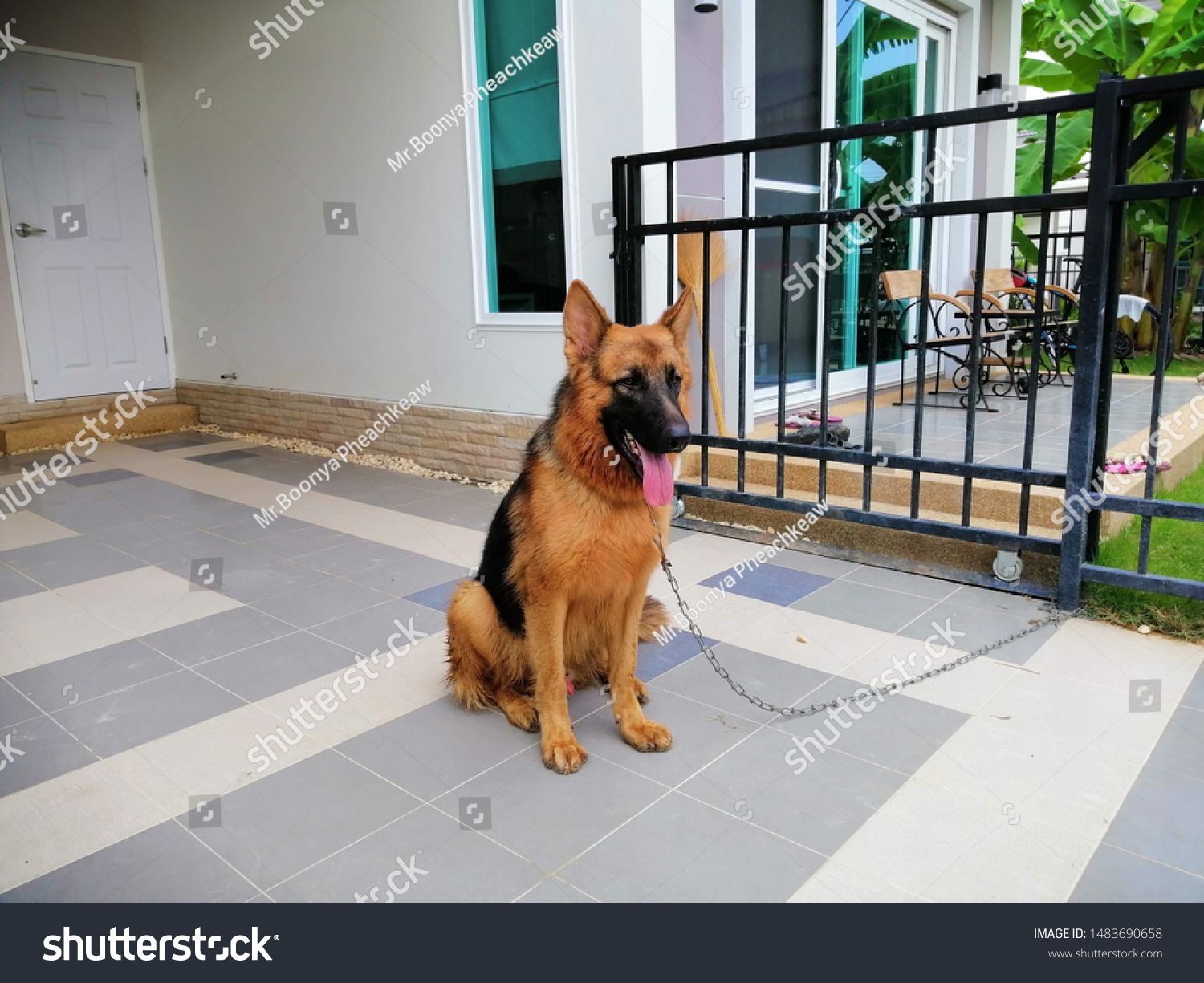 german shepherd house dog