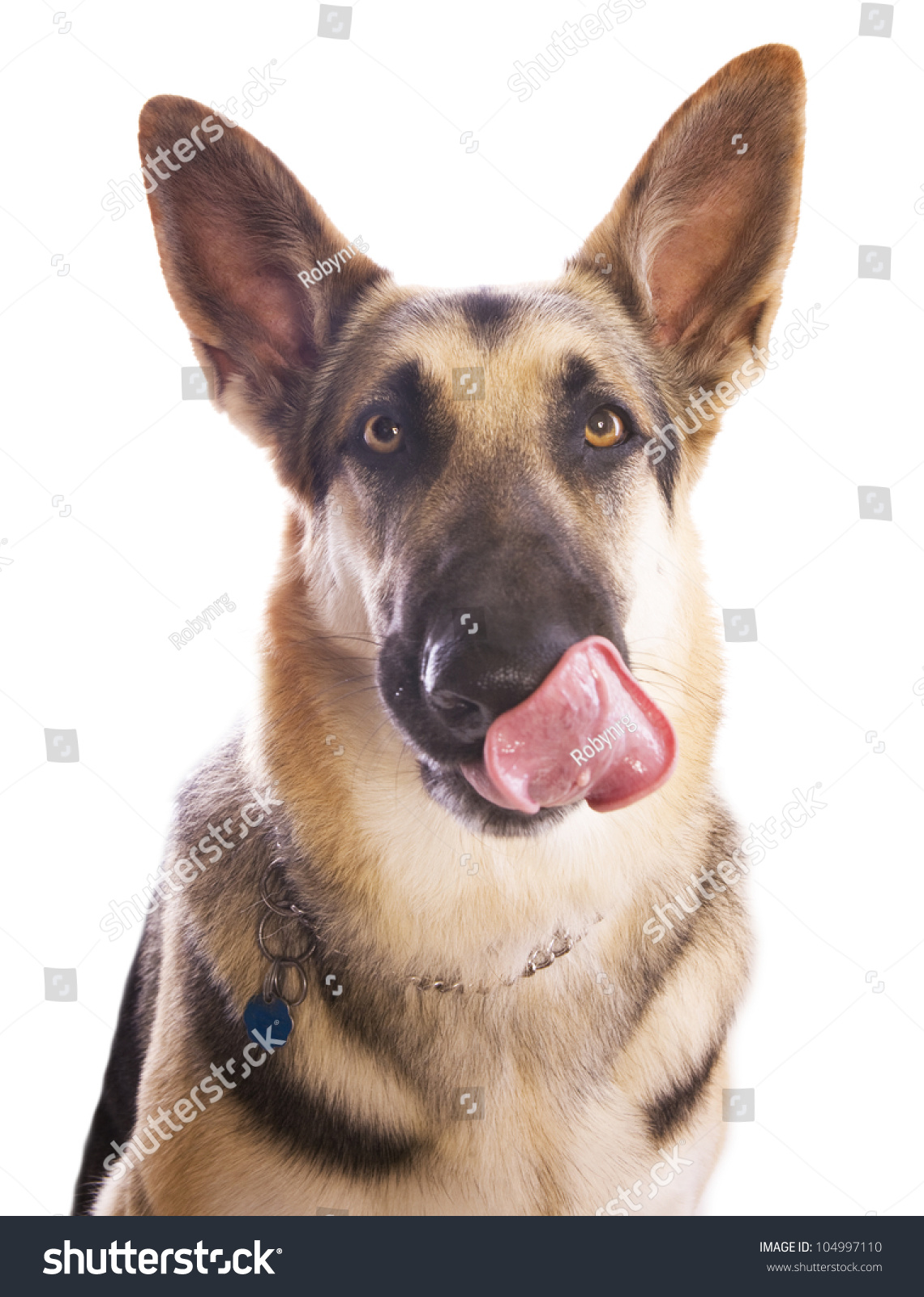 German Shepherd Dog Licking Mouth Head Stock Photo 104997110 - Shutterstock