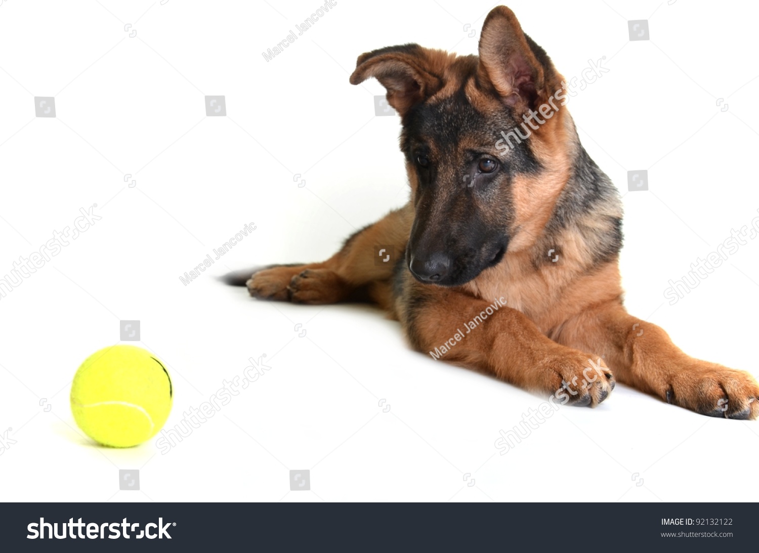 German Shepherd Dog, 4 Months Old, Playing With Ball Isolated On White ...