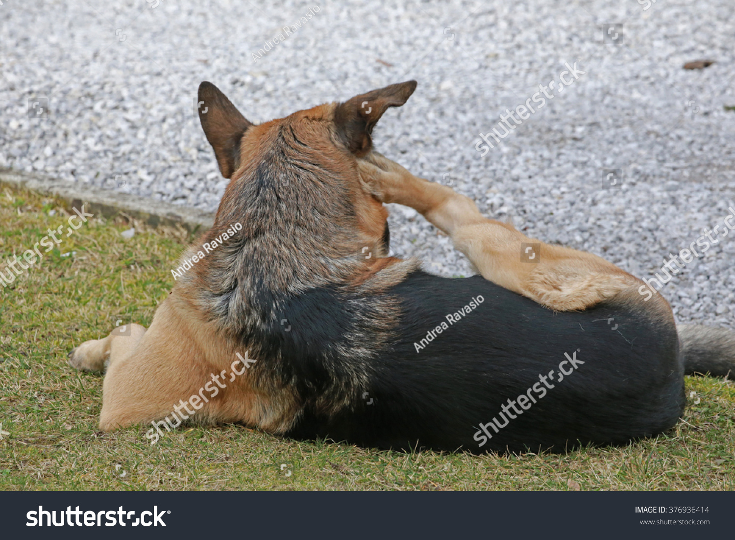 German Shepherd Dog Scratching Itself Stock Photo Edit Now 376936414