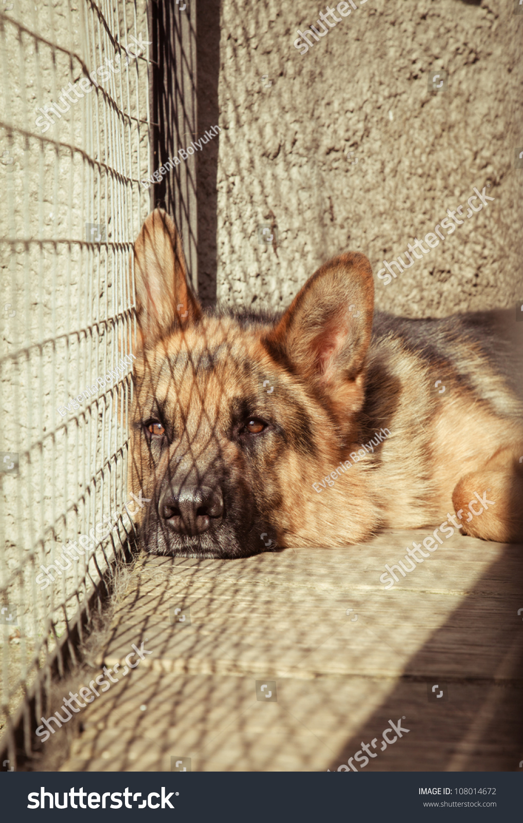 German Shepherd In A Cage Stock Photo 108014672 : Shutterstock