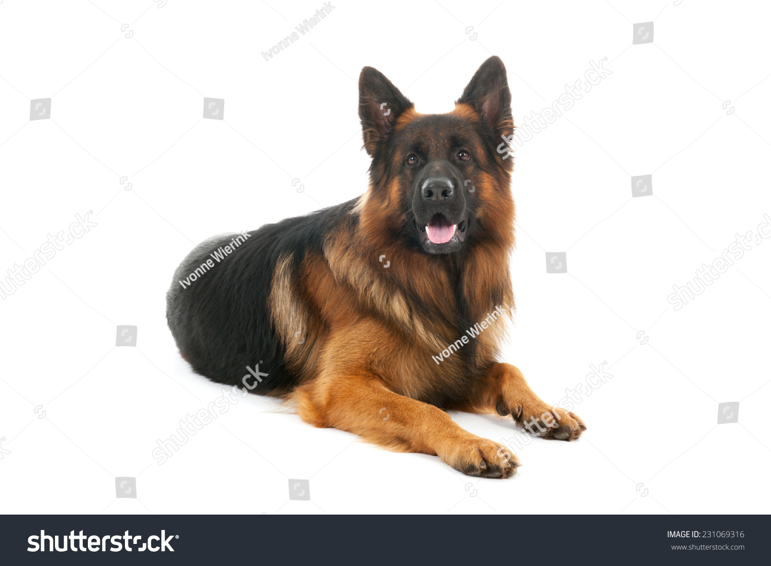 German Shepherd Laying Down Isolated Over Stock Photo 231069316 ...