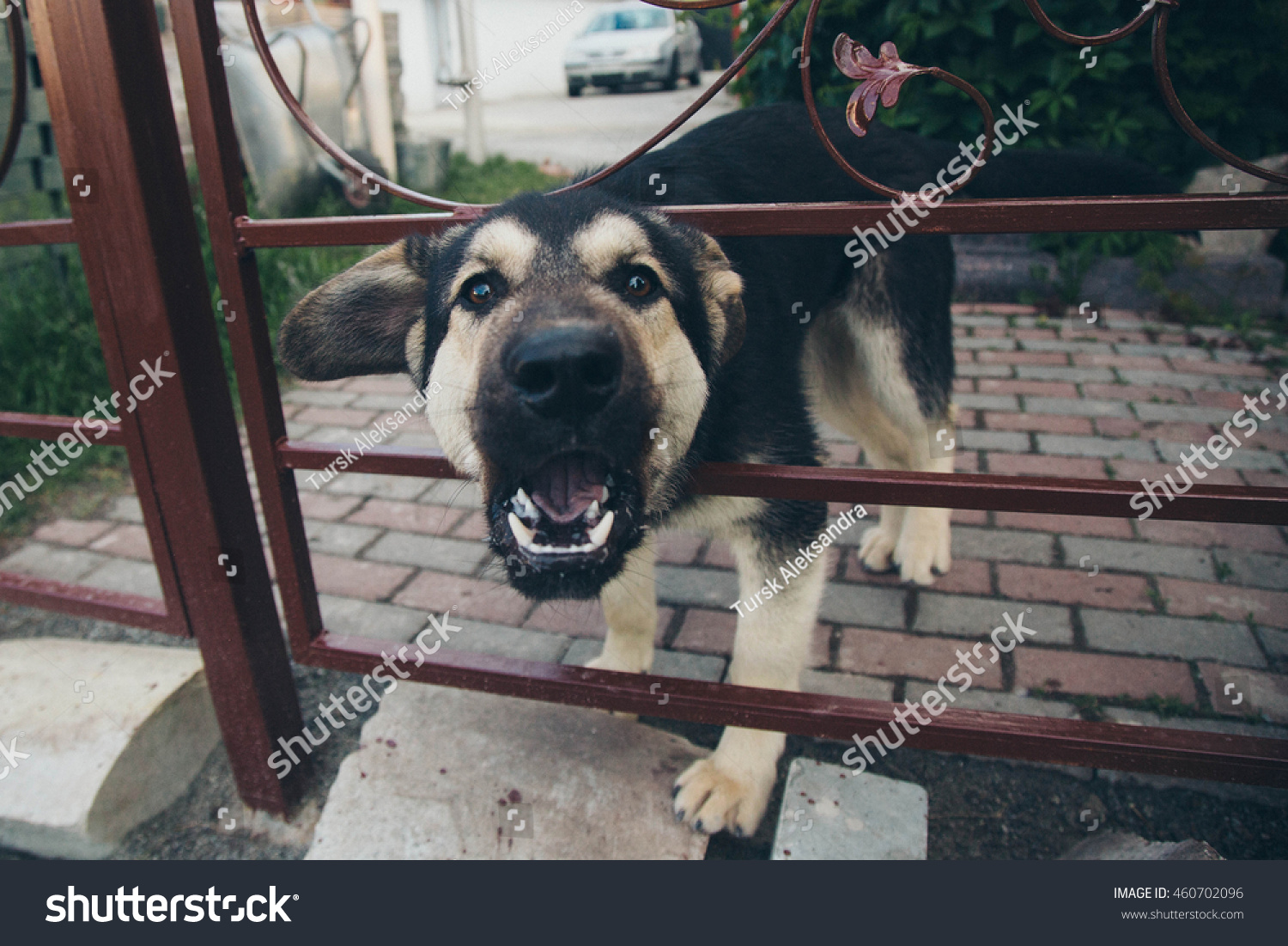 german shepherd puppies barking