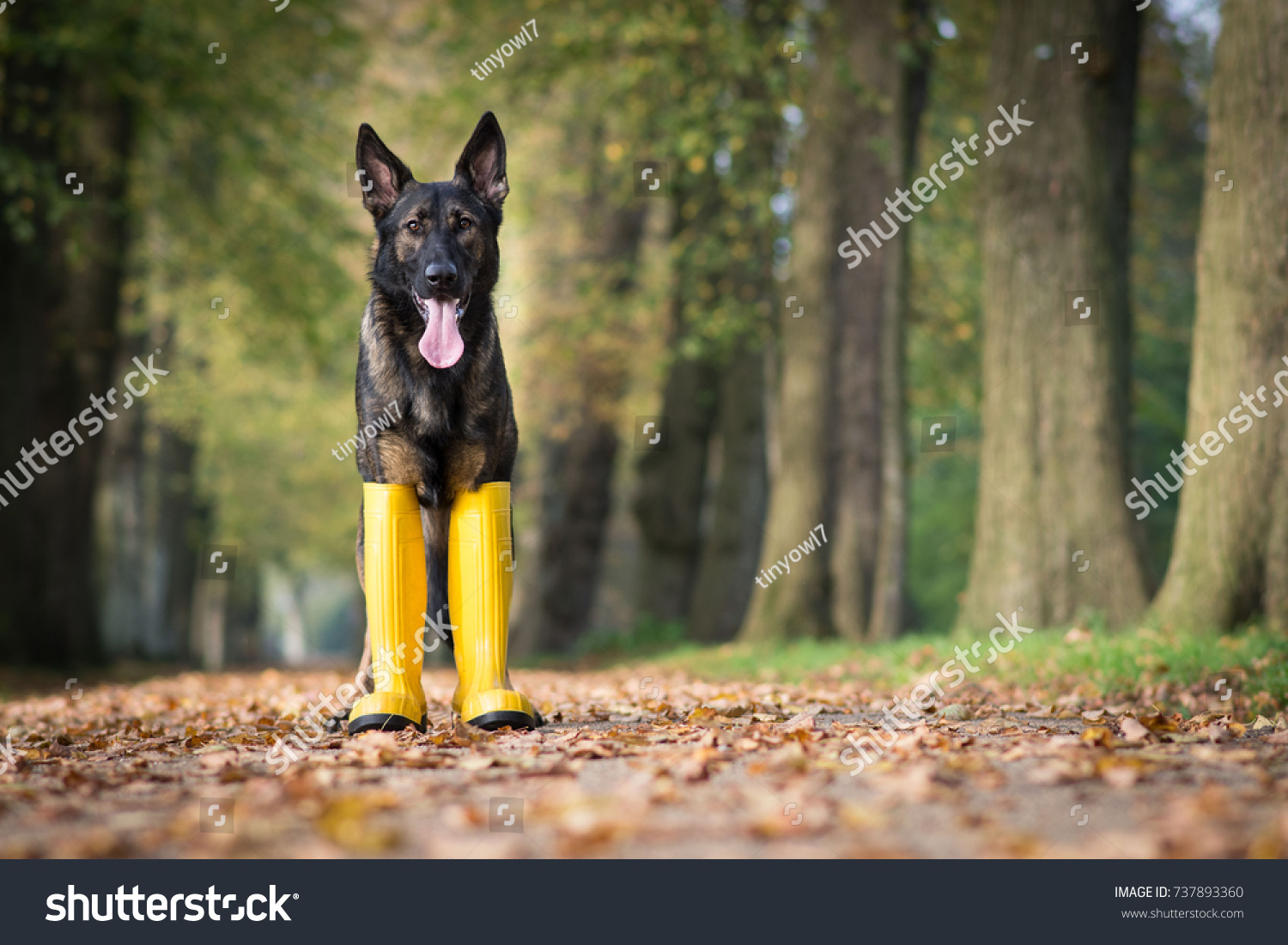boots for german shepherds