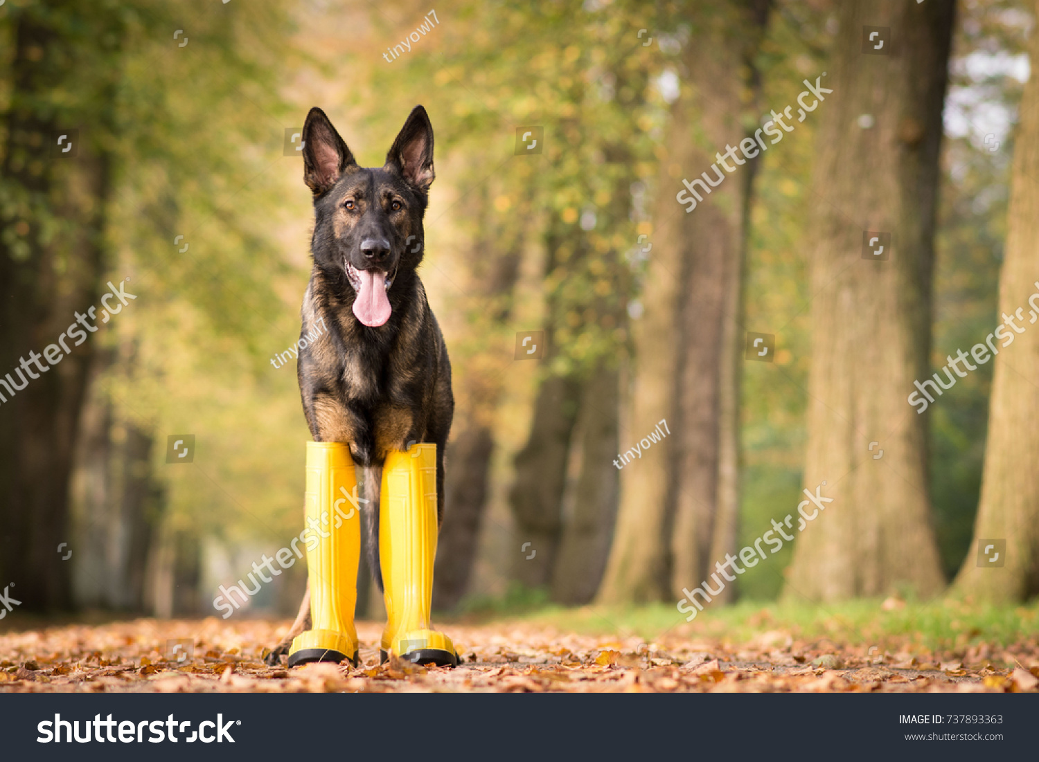 boots for german shepherds