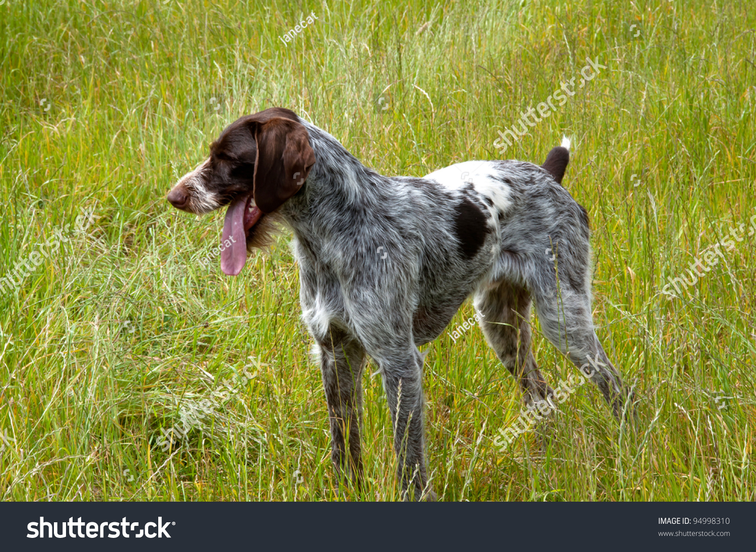 German Short Haired Pointer Hunting Dog Stock Photo Edit Now