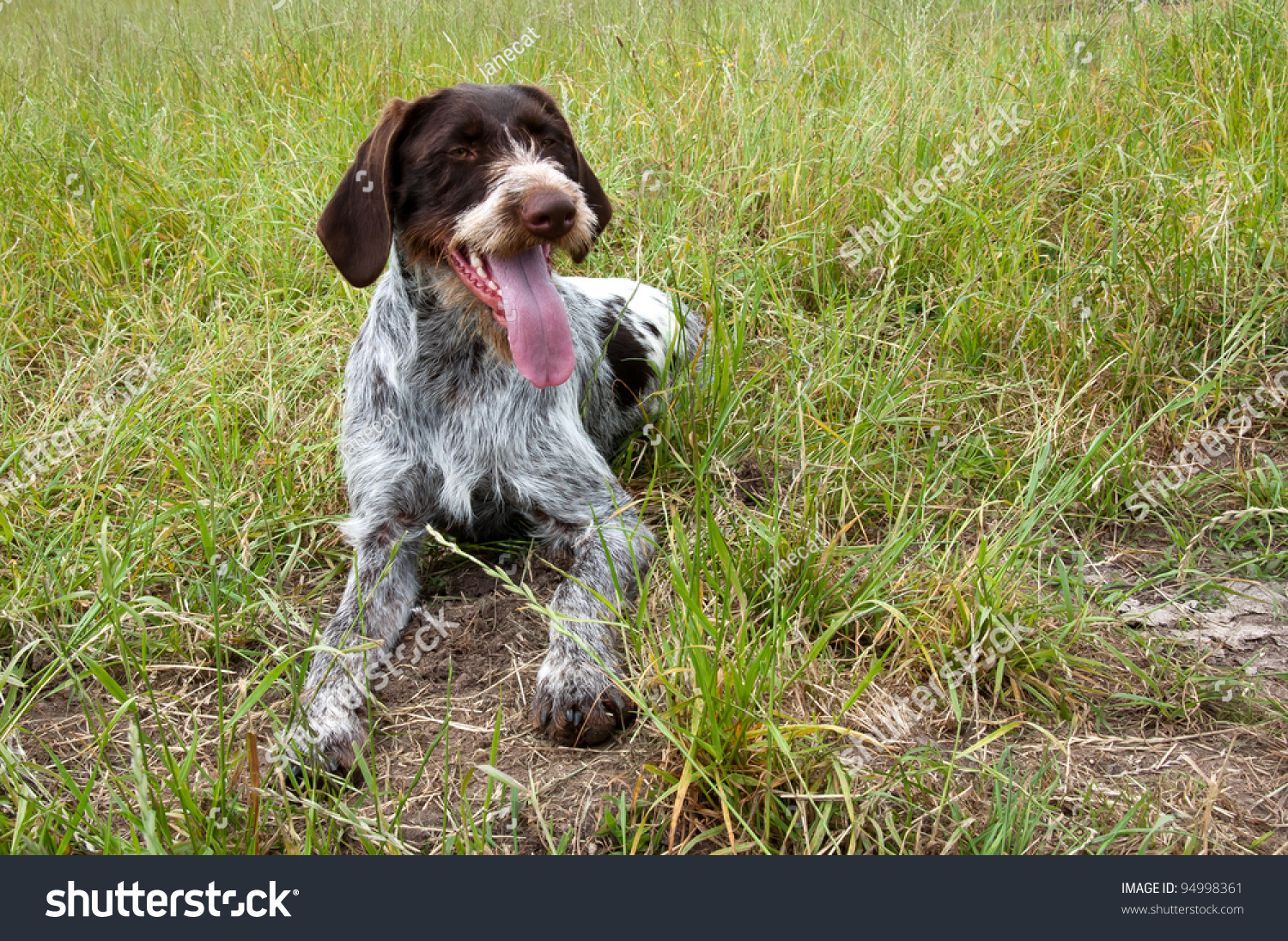 German Short Haired Pointer Hunting Dog Stock Photo Edit Now