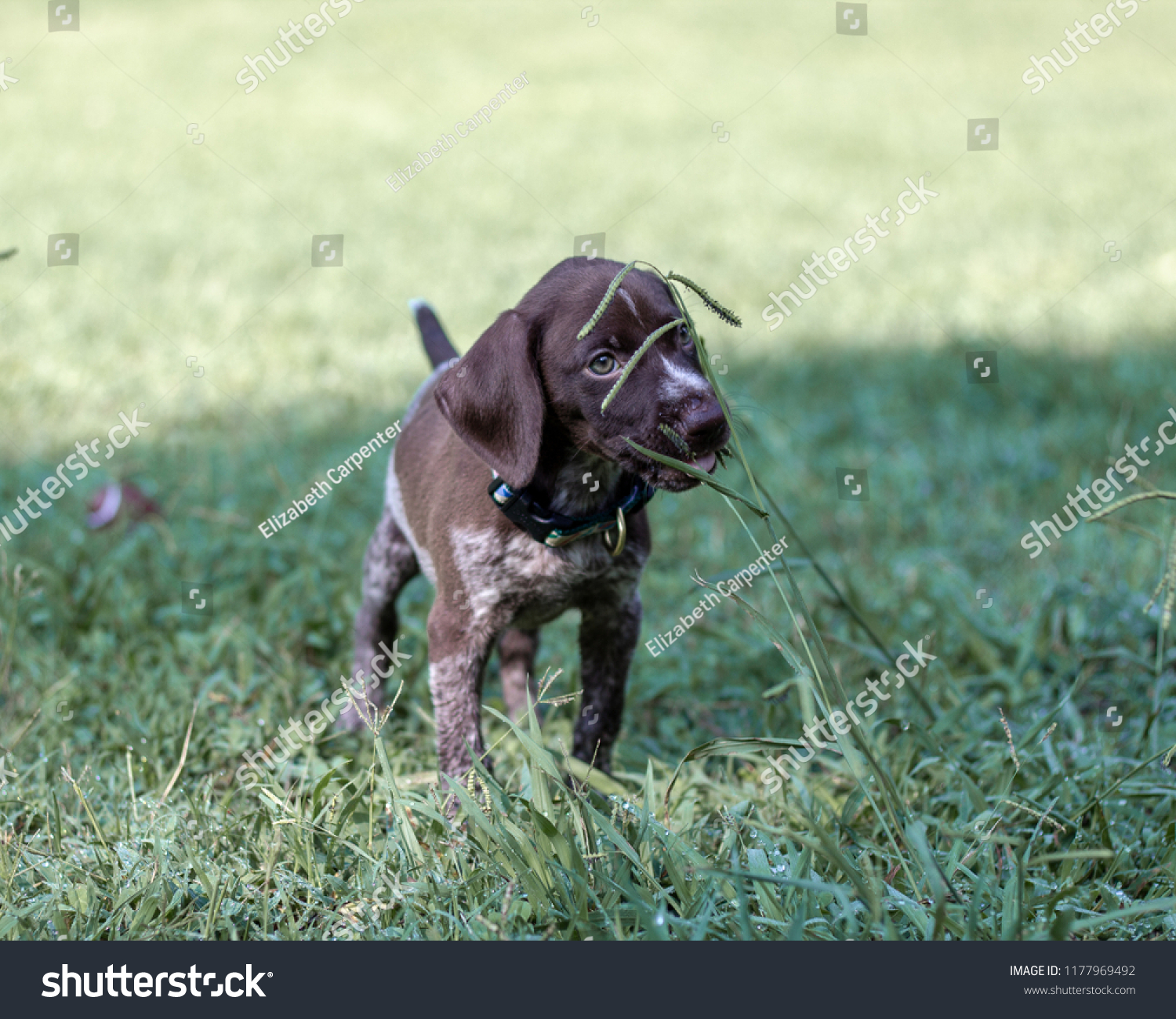 German Short Haired Pointer Puppy Brown Stock Photo Edit Now