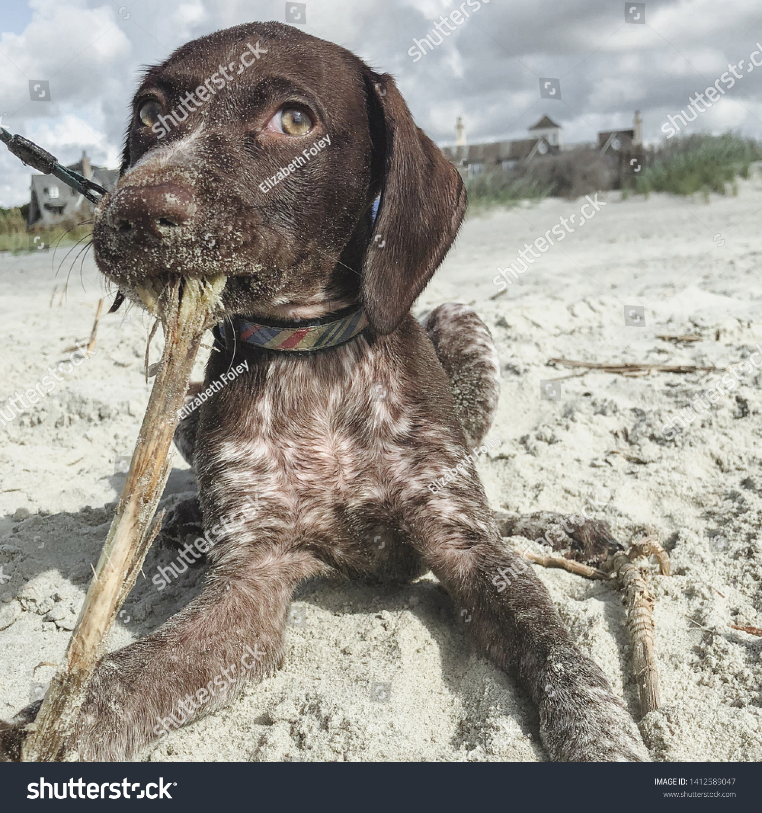 German Short Haired Pointer Puppy Pure Stock Photo Edit Now