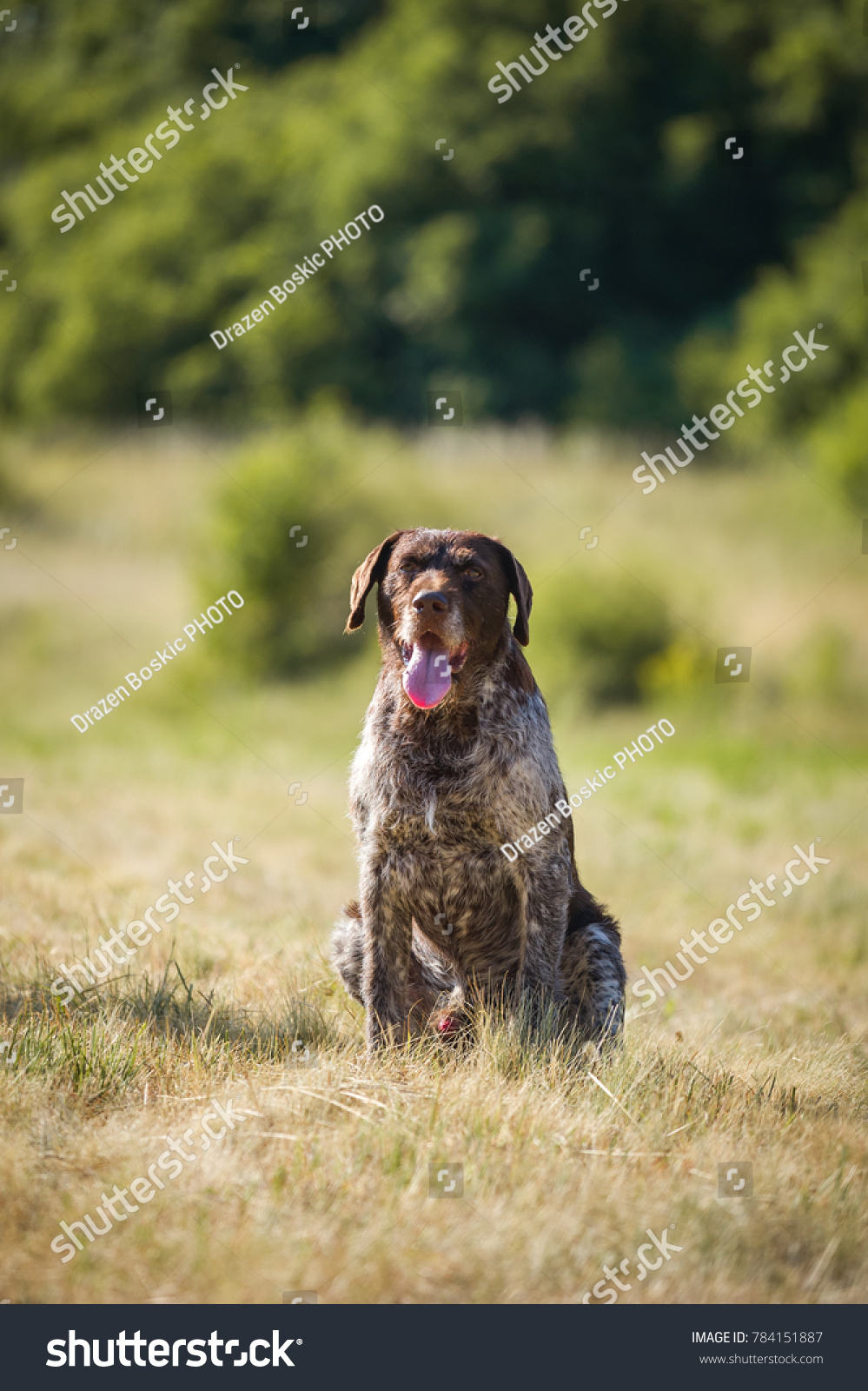 German Shorthair Wirehaired Dogs Huntings Field Stock Photo Edit