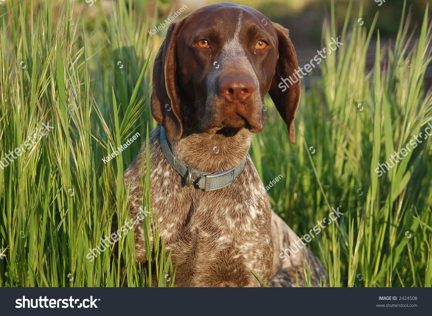 German Shorthair Pointer - Bird Dog Stock Photo 2424508 : Shutterstock